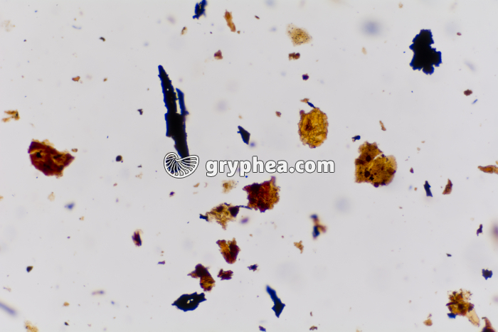 Houille x25 - gryphea.com